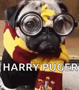 Costume Dog GIF - Costume Dog Harry Potter GIFs