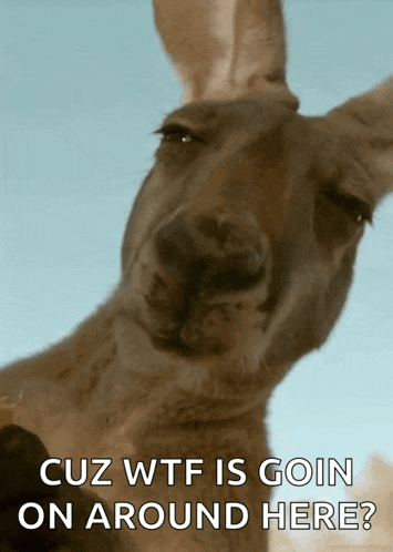 a kangaroo with the words cuz wtf is goin on around here written below it