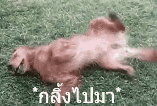 a dog is laying on its back in the grass and looking at the camera .