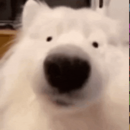 a close up of a white dog 's face with a black nose looking at the camera .