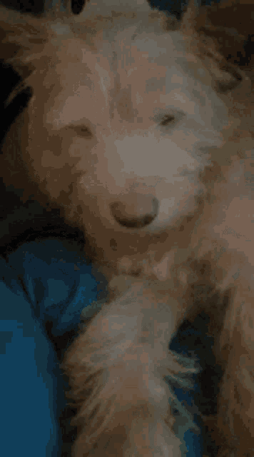 Momo Dog Boo GIF - Momo Dog Boo Twice Momo Dog GIFs