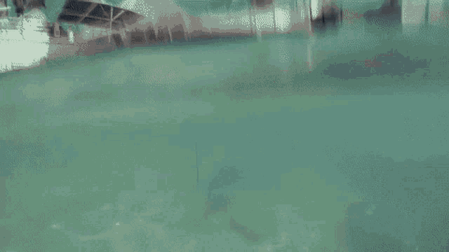 a close up of a dolphin 's tail in the ocean