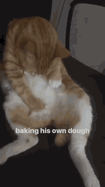 Cat Baking GIF - Cat Baking Diy GIFs