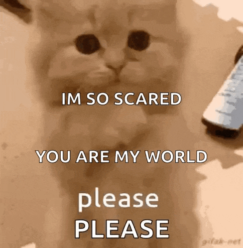 a cat is sitting next to a cell phone and says `` im so scared you are my world please please '' .