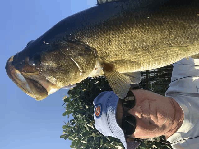 a man wearing a hat with a chicago cubs logo on it holds a large fish