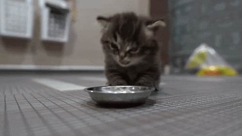 Bleh Cat GIF - Bleh Cat Kitten GIFs