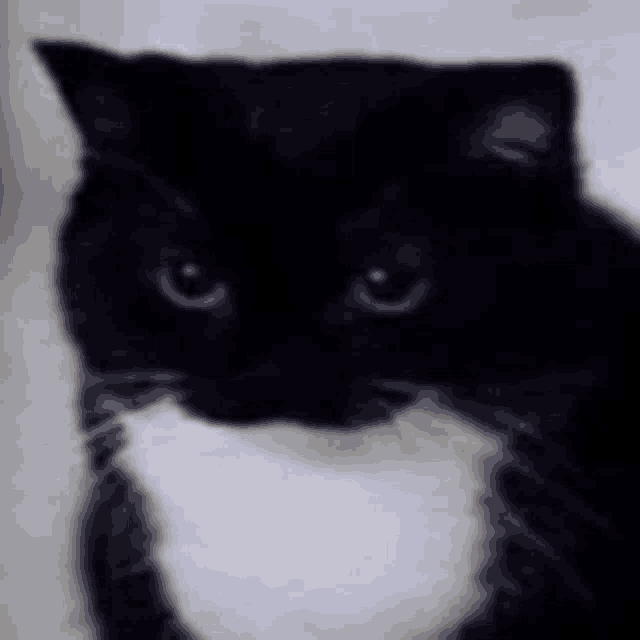 a black and white cat is looking at the camera with a serious look on its face