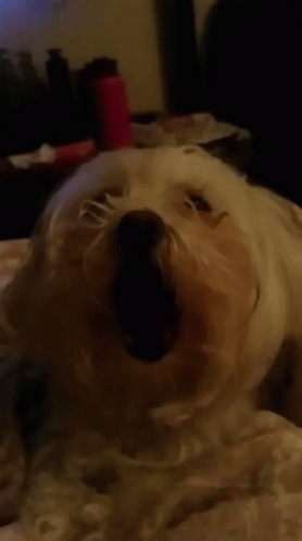 Maltese Yawning GIF - Maltese Yawning Dog GIFs