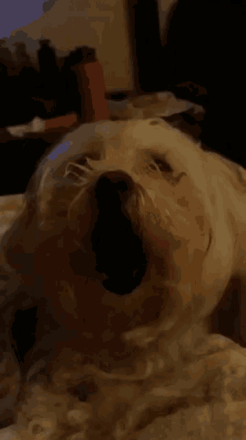 a close up of a dog laying on a bed with its mouth open