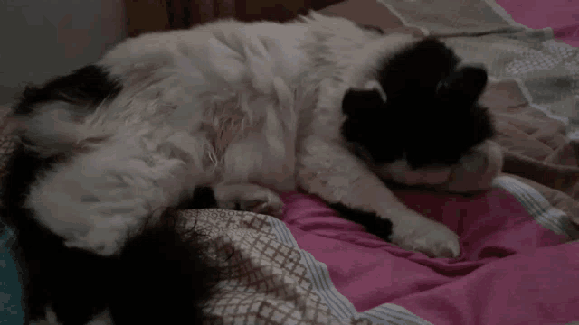 a black and white cat laying on a bed with a pink blanket