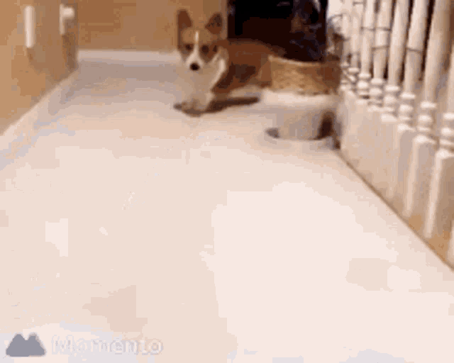 Corgi Puppy GIF - Corgi Puppy GIFs