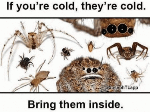 Spiders GIF - Spiders GIFs