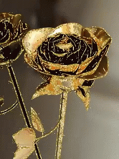 Golden Rose GIF - Golden Rose GIFs