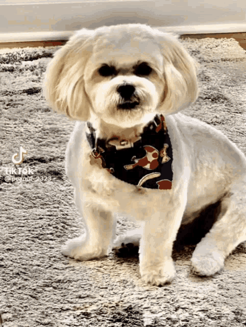 a small white dog wearing a blue bandana is sitting on a carpet