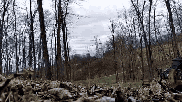 a bunch of leaves are laying on the ground in a forest