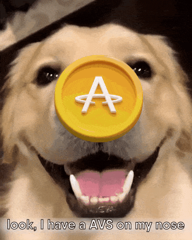 a dog with a coin in its mouth and the words look i have a avs on my nose below it
