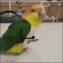 Parrot Hopping GIF - Parrot Hopping Arms GIFs