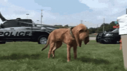 There You Are Inspecting GIF - There You Are Inspecting K9 GIFs