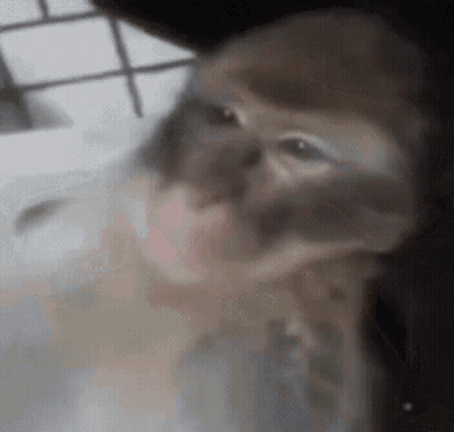 a close up of a monkey 's face behind a glass