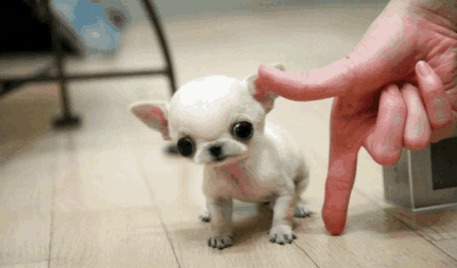 a person 's finger is pointing at a small white chihuahua