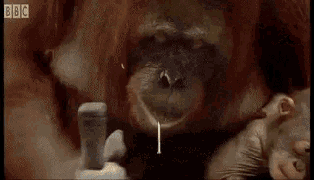 Monkey Orangutan GIF