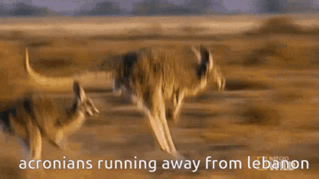 a picture of a kangaroo running away from a lion with the caption acroians running away from lebanon
