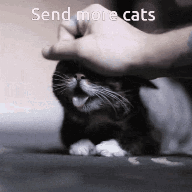 Keep Sending Cat Gif GIF - Keep Sending Cat Gif GIFs