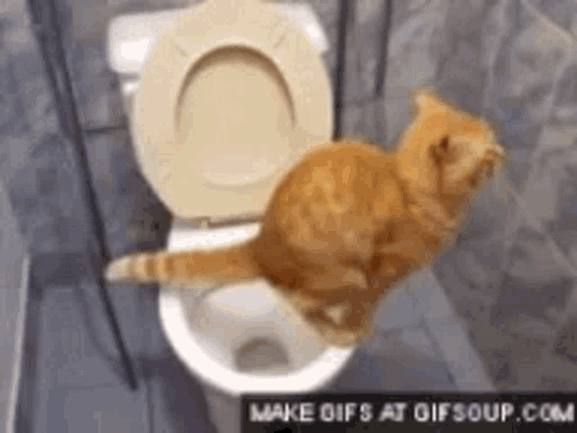 Cat Poop GIF - Cat Poop Toilet GIFs