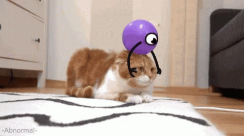 Cat Turn Head GIF - Cat Turn Head Bubble GIFs
