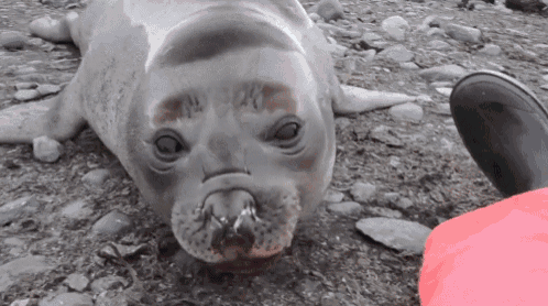 Gotta Love Sea Dogs GIF - Seal Cute Funny GIFs
