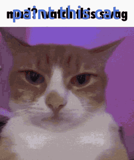 a picture of a cat with the words " npa 't watch this is catg " on the top