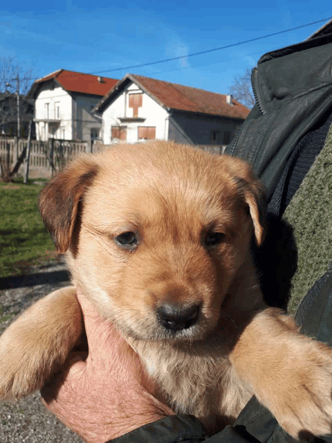 a person is holding a brown puppy in their arms