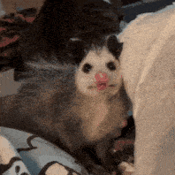 a small opossum with a pink nose is sitting on a bed next to a person .