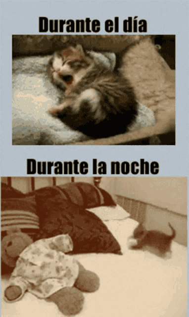 a picture of a cat and a picture of a teddy bear with the words durante el dia and durante la noche below it