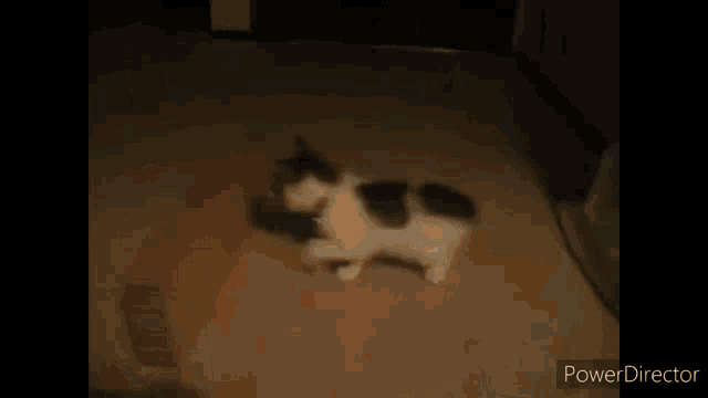 Mèo Ngủ GIF - Mèo Ngủ GIFs