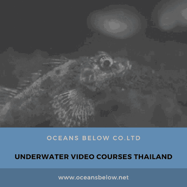 a poster for oceans below co.ltd underwater video courses