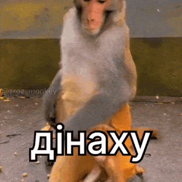 a monkey is standing next to a dog with the word dinaxy on the bottom