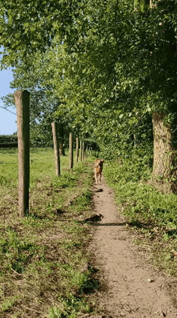 a dog walking down a dirt path with trees on the side