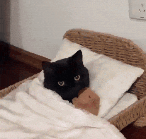a black cat is laying in a bed with a stuffed animal