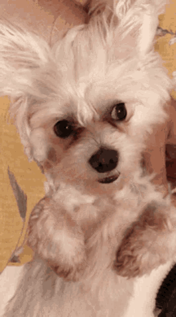 a small white dog is being held by a person and looking at the camera