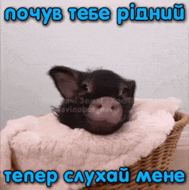 a picture of a pig in a basket with a caption in a foreign language