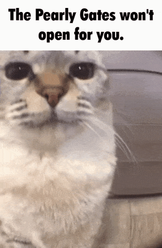 Pearly Gates Cat GIF - Pearly Gates Cat GIFs