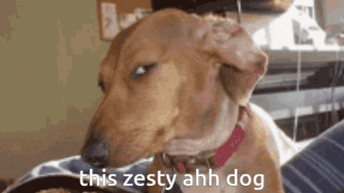 a dachshund is looking at the camera with the words `` this zesty ahh dog '' written next to it .