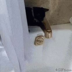 Cat Water Gato Bañera Fall GIF - Cat Water Gato Bañera Fall Shower GIFs