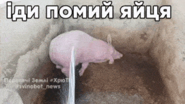 a pig is laying down in a hole with a sign that says ' i di pomoi ' on it .