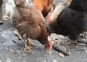 a group of chickens are standing on the ground