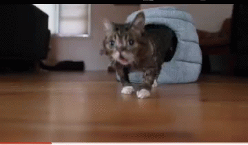 Cat Curious GIF - Cat Curious Treat GIFs