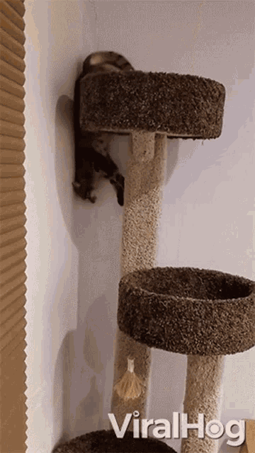 Spider Cat Viralhog GIF - Spider Cat Viralhog Rappeling Down Cat Tower GIFs