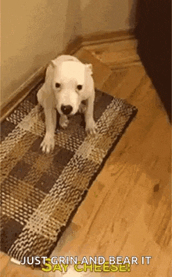a white dog is sitting on a rug in a room .