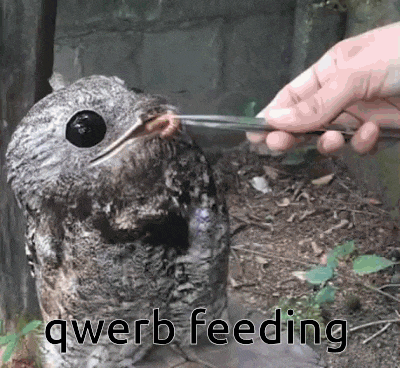 a bird is being fed by a person with the words " qwerb feeding " written below it